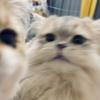 GM猫舍