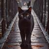Mixblackcat