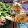 云咪猫生哲学