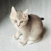 戏精猫咪🐱多米