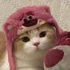 佳姐聊养猫（都是干货）