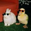 啃🐰仔