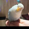 狗蛋仔