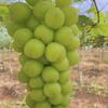 葡萄🍇（无花果）采摘基地