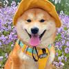 佛山桂城犬舍狗场