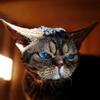 ELF DOBBY德文卷毛猫