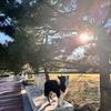边牧哆啦