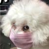 三天拉俩