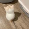 家里没有猫了