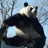 林听