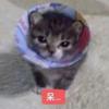 一颗心随便伤