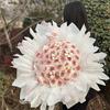 花间集FLOWERS