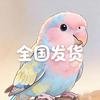 大老表在商丘养鹦鹉