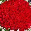 Rose 🌹 丶f我知道你会来💋