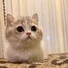 角角大王