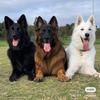 张班长护卫犬繁育训练基地1