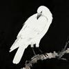 白乌鸦