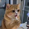 猪咪吃抹茶