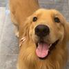 吾黄万岁岁🐶