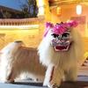 河南濮阳小白狮