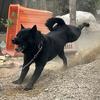 长沙五黑犬基地