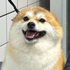 石榴呀