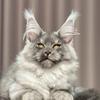 XxuanMaineCoon缅因猫舍
