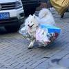 ^志貓橹季%