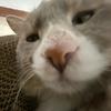 不吃鱼的猫