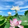 禾森-小春妈妈