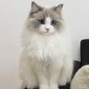 猫咪铲屎官