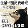 昭昭藤团子