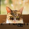 养猫日记🐱（老熟人流浪小橘）