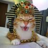 彭鱼晏家里的猪