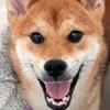 耶哒柴犬犬舍（视频号）