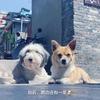 左右的小师弟
