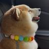 肥柴小八er