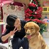 坦克是只金毛🐾