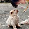 狼宝丫