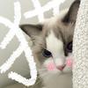 是可乐丸子耶🐱