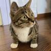 小狸花🐱