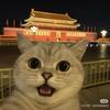 肖肖（目标1000粉）