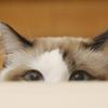 嘟嘟是只猫