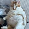 爱剪辑的大猫