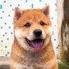 粤粤田园犬