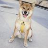 柴犬门牙