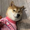 胡布斯