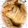 大福的猫狗日记