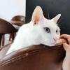 猫奴