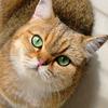 没有Ye噶的猫